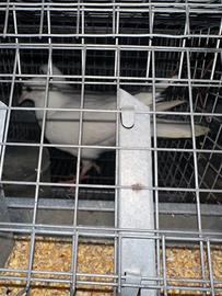 Coppia colombi bianchi ornamentali