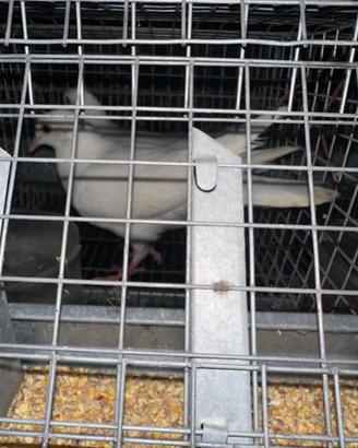 Coppia colombi bianchi ornamentali