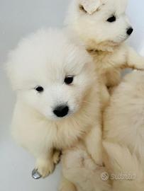 Cuccioli di Samoiedo