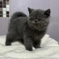 Persiani ed exotic shorthair cuccioli e adulti