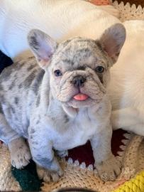 Bulldog francese esotico