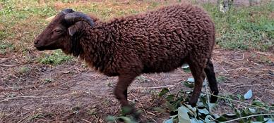 Agnelli di pecora nana d'ouessant