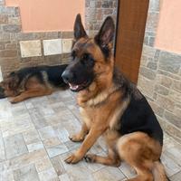 Ultima femmina con il pedigree