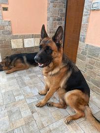 Ultima femmina con il pedigree