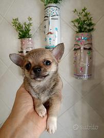 Chihuahua