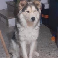Adozione del cuore dolce Roy ad amanti animali