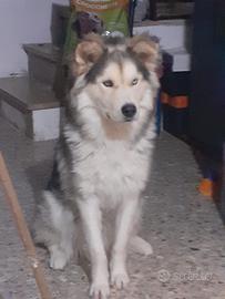 Adozione del cuore dolce Roy ad amanti animali