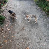 Cuccioli di cane lupo cecoslovacco