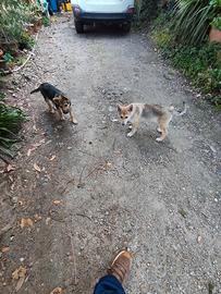 Cuccioli di cane lupo cecoslovacco