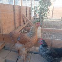 Disponibili due pulcinotti