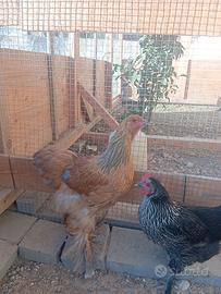 Disponibili due pulcinotti