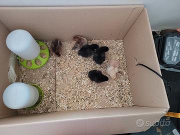 Pulcini olive egger, marans, Livorno collo oro