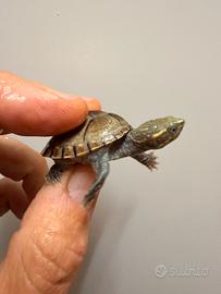 Sternotherus odoratus