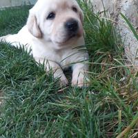 Labrador miele con pedigree