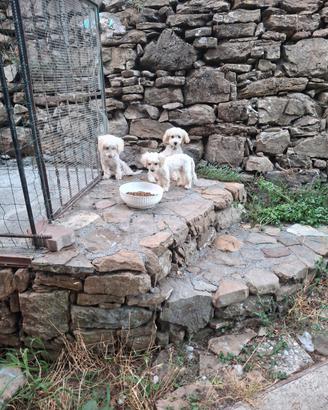 Maltipoo