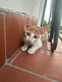 Gattini arancioni
