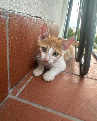 Gattini arancioni