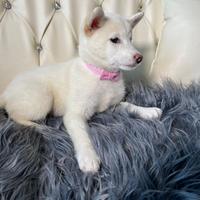 Shiba inu