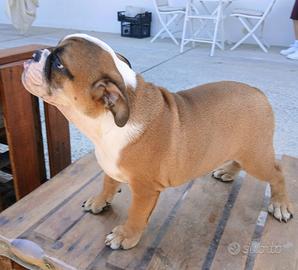 Bulldog inglese
