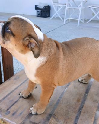 Bulldog inglese