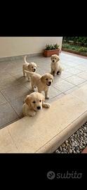 Golden retriver