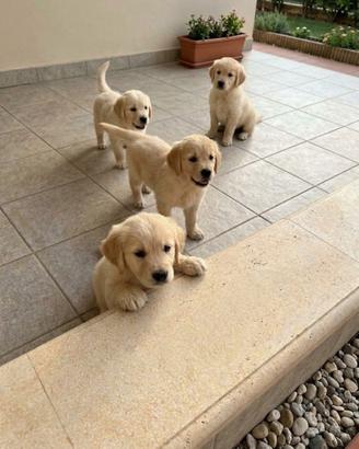 Golden retriver