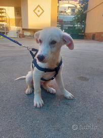 Cane meticcio grande