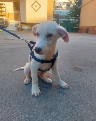 Cane meticcio grande