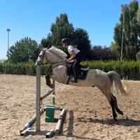 Bravissimo pony sportivo