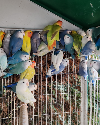 Inseparabili roseicollis varie età e mutazioni