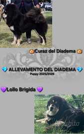 Tibetan Mastiff / Mastino Tibetano