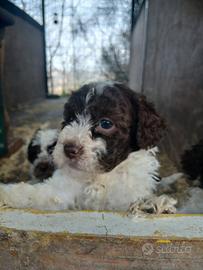 Lagotto romagnolo