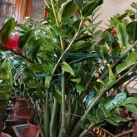 zamioculcas 🌿