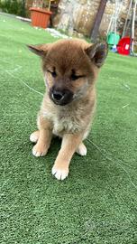 Cucciola di Shiba inu