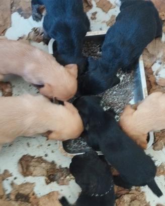 Segugio maremmano Cuccioli