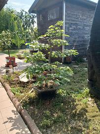 bonsai carpino bianco