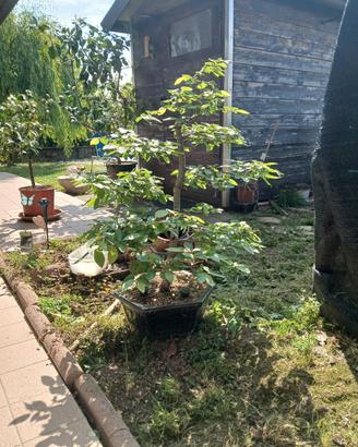 bonsai carpino bianco