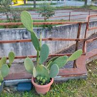 pale di fichi d'india