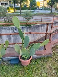 pale di fichi d'india