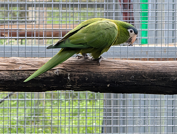 Ara Nobilis Cumanensis