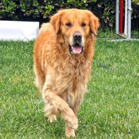 Golden retriever maschio per accoppiamento