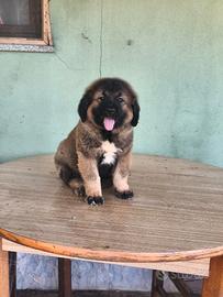 Cuccioli cane da pastore del Caucaso pedigree/