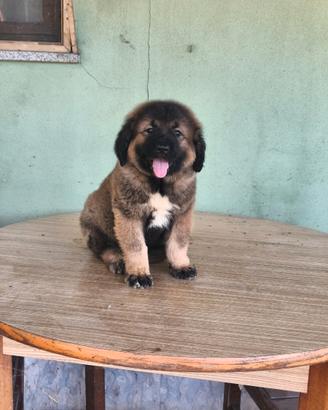 Cuccioli cane da pastore del Caucaso pedigree/