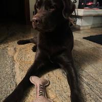 Labrador maschio per accoppiamento
