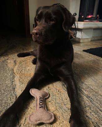 Labrador maschio per accoppiamento