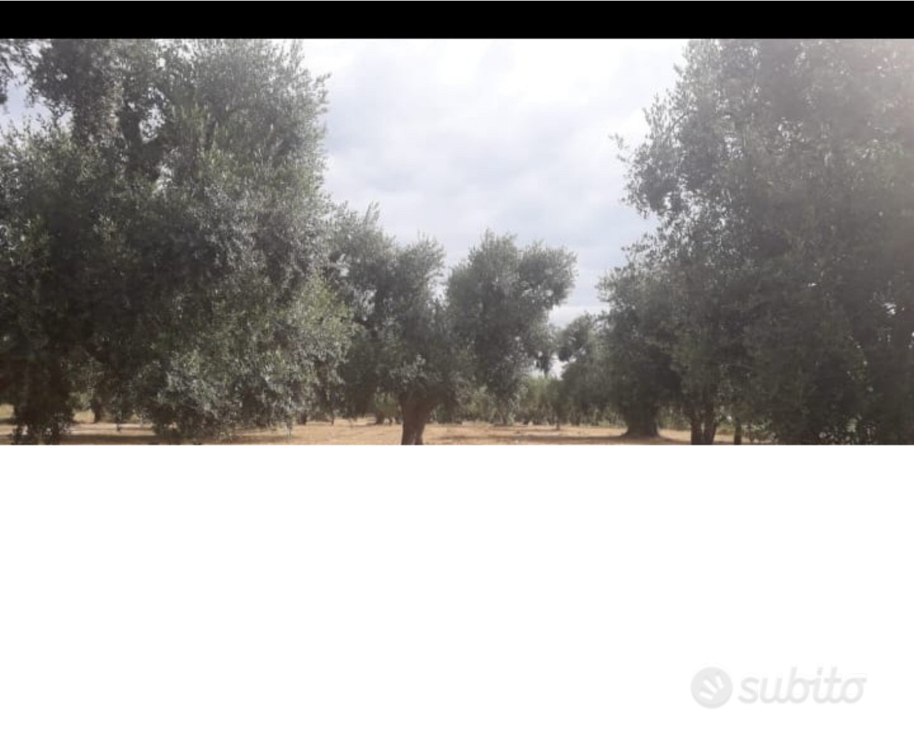 Alberi d'ulivo - Vista 4