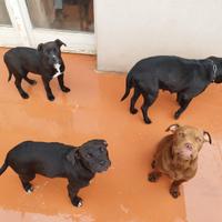 Cuccioli di pitbull