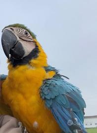Ara giallo blu