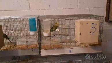 Cocorite con gabbia
