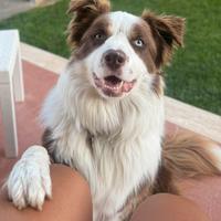 Border Collie per monta